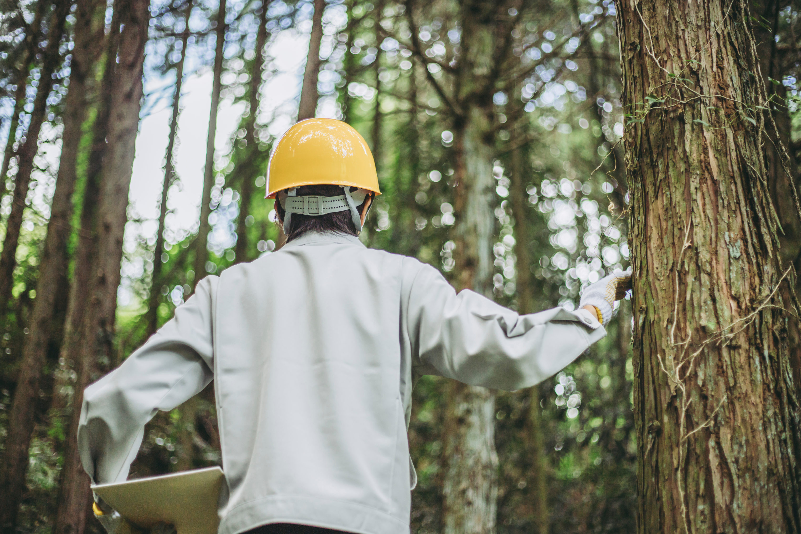 leading-the-world-in-sustainable-timber-harvesting-digital