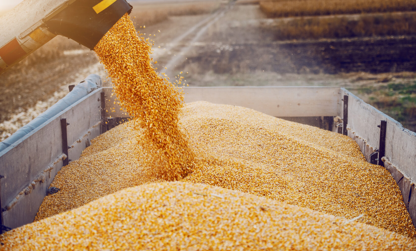 Machine for separating corn grains working on field and filling